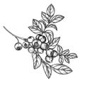 Vector illustration of blueberry branch Royalty Free Stock Photo